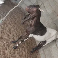 بز کاموری با بز سومال|حیوانات مزرعه|مهرستان, |دیوار