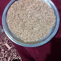 تخم جوی هاشمی