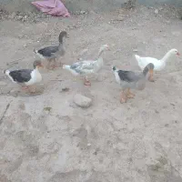غاز دوماه نیم