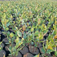 نهال پسته  تازه کاشت