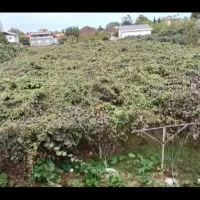 فروش زمین و خانه کلنگی با ۲۰۰نهال کیوی خونی|فروش خانه و ویلا|حویق, |دیوار