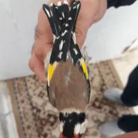 سیره باغی دوماه قفس|پرنده|کرمانشاه, |دیوار