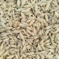 جو آبی شش پر ارمغان اصلاح شده پایه بلند|گل و گیاه طبیعی|بروجرد, |دیوار