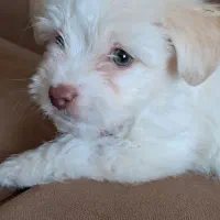 نژاد مالتیز