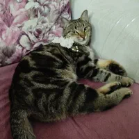 گربه گمشده|حیوانات|مشهد, کارگران|دیوار