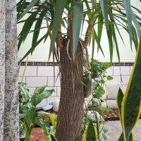 یوکا|گل و گیاه طبیعی|اهواز, کیانشهر|دیوار
