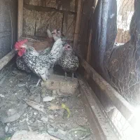 مرغ وخروس|حیوانات مزرعه|اصفهان, سودان|دیوار