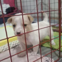 سک پا کوتاه