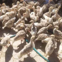 بوقلمون واکسن شده و سالم دوماهه