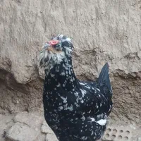 فروش تخم مرغ گلین و جوجه تمام فول در سنین مختلف|حیوانات مزرعه|زرند, |دیوار