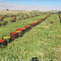 فروش کود