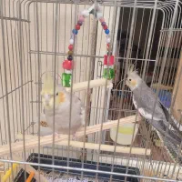 فروش عروس هلندی|پرنده|قیروکارزین, |دیوار