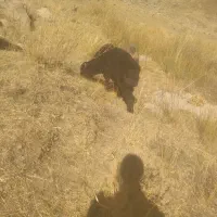 قوچ اصل ترکی روزگاری|حیوانات مزرعه|فریدونشهر, |دیوار