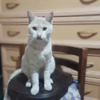 واگذاری گربهdomestic short hairرنگ کرم بژ|گربه|رشت, شهرک آیت الله منتظری|دیوار