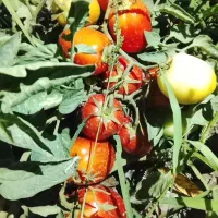 گوجه