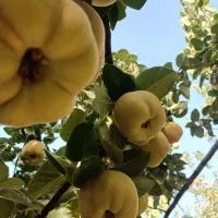 ارگانیک به