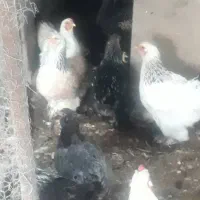 مرغ نژاد برهما|حیوانات مزرعه|کومله, |دیوار