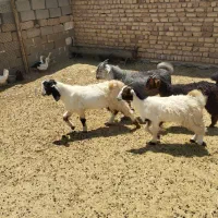 کهره نر چاق بز چاق