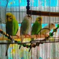 تعدادی مرغ عشق (دونه صد و پنجاه)