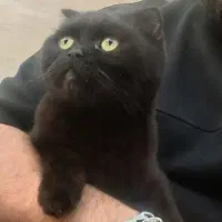 اسکاتیش بلک اصیل|گربه|محمدیه-قزوین, |دیوار