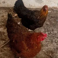 مرغ محلی سالم