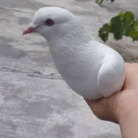 کبوتر