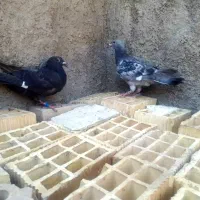 کبوتر|پرنده|کارون, |دیوار