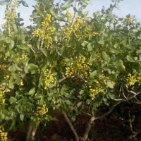 تولید و فروش پایه ممتاز