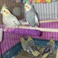 پنج عدد عروس هلندی