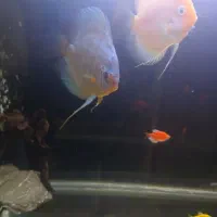 ماهی دیسکس زیبا|ماهی|تهران, کیانشهر|دیوار