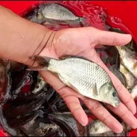 بچه ماهی کپور طلائی