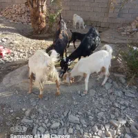 بزوپاچن اصل پنجاپ‌چشم سفید ودماغ طوطی وبزابستن|حیوانات مزرعه|سیب و سوران, |دیوار