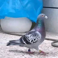 نرو ماده پلاکی