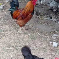 فروش مرغ و خروس محلی