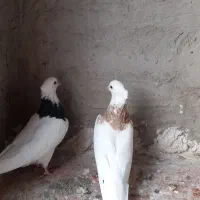 یه جفت طوقی ..