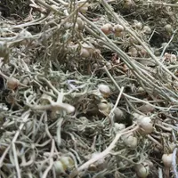 اسپند خشک وخوشبو|گل مصنوعی|بجنورد, |دیوار