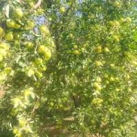 سیب زد|عمده‌فروشی|قره چای, |دیوار