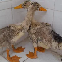 دوتا اردک زبل و سالم