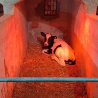 گوساله شیرخوار هولشتاین