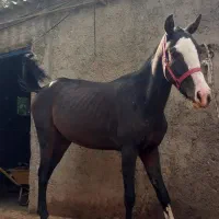 اسب مادیان