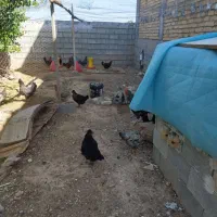مرغ و خروس محلی درجه یک