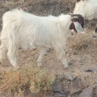 بزغا نر چاق