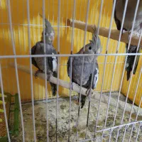 عروس هلندی