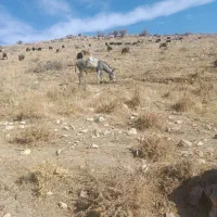 خر گله ای|حیوانات مزرعه|سپیدان, |دیوار