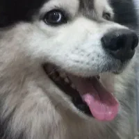 سگ مالاموت اصیل سورتمه معاوضه هم می شه|سگ|رشت, پسیخان|دیوار