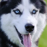 سگ پیدا شده