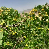 ۳۰۰مترمربع زمین کلنگی