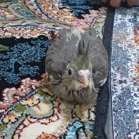 جفت جوجه عروس|پرنده|زابل, |دیوار