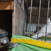 عروس هلندی|پرنده|اشتهارد, |دیوار