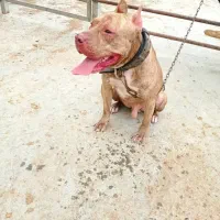 گمشده|حیوانات|گرگان, |دیوار